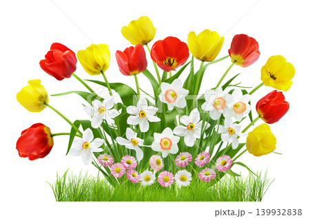 Flower bed with tulips, daffodils and daisies flowers in the green grass isolated on white background Flower bed with tulips, daffodils and daisies flowers in the green grass isolated on white background 139932838