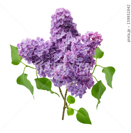bouquet of blooming lilac with colorful flowers isolated on white background bouquet of blooming lilac with colorful flowers isolated on white background 139932842