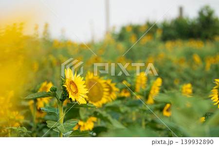 大分県花とアートの岬長崎鼻のひまわり 大分県花とアートの岬長崎鼻のひまわり 139932890