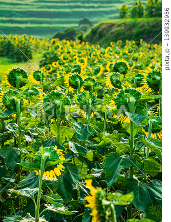 大分県花とアートの岬長崎鼻のひまわり 大分県花とアートの岬長崎鼻のひまわり 139932986
