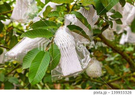 Protective Bags Covering Fruit on Branches Protective Bags Covering Fruit on Branches 139933326