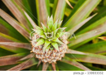 Young pineapple crown on parent plant Young pineapple crown on parent plant 139933332