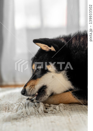 Black Shiba Inu Chewing Treat on carpet 139933502