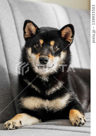 A portrait of a black Shiba Inu lying on a sofa. 139933503