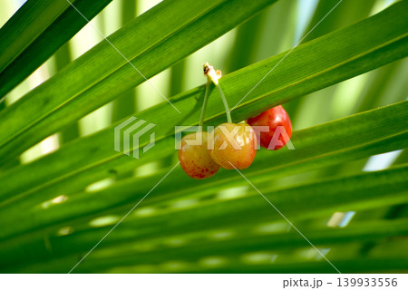 closeup of organic cherries falled in a palm tree in a garden 139933556