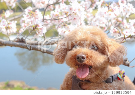 公園の桜とトイプードル 公園の桜とトイプードル 139933594