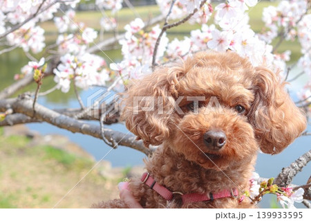 満開の桜で散歩中のトイプードル 139933595