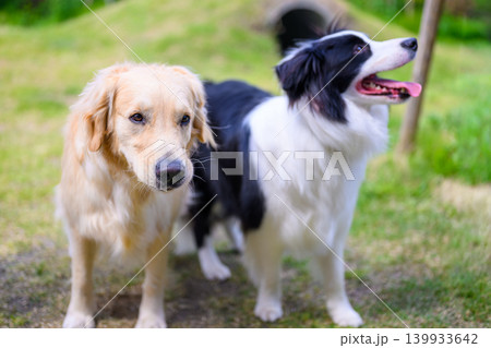 芝生に立つ2匹の犬 芝生に立つ2匹の犬 139933642