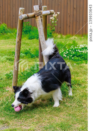 庭でボールをくわえる犬 庭でボールをくわえる犬 139933643