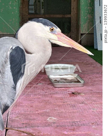 千葉県市川市にある野鳥病院で保護された「アオサギ」 千葉県市川市にある野鳥病院で保護された「アオサギ」 139933672