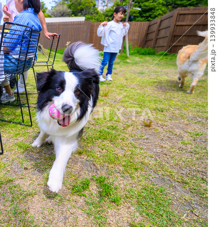 犬と子供たちの庭での遊び 犬と子供たちの庭での遊び 139933848
