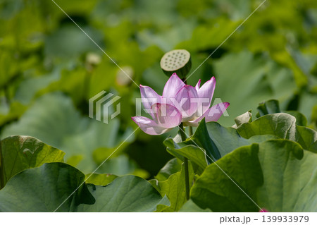 夏の光に咲く蓮の花と緑の風景 139933979