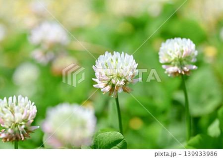 シロツメクサの花 シロツメクサの花 139933986