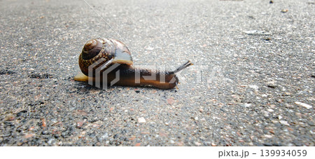 Snail with a brown shell slowly moving across a textured asphalt surface, showcasing its distinct spiral shell and elongated body in a natural outdoor setting 139934059