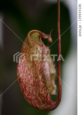 Close-Up Red and Green Pitcher Plant (Nepenthes) Hanging Tropical Carnivorous Plant Trap Macro Photo Close-Up Red and Green Pitcher Plant (Nepenthes) Hanging Tropical Carnivorous Plant Trap Macro Photo 139934186