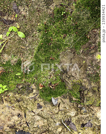 Natural moss texture growing on forest ground with visible soil and green vegetation. Organic outdoor surface Natural moss texture growing on forest ground with visible soil and green vegetation. Organic outdoor surface 139934421