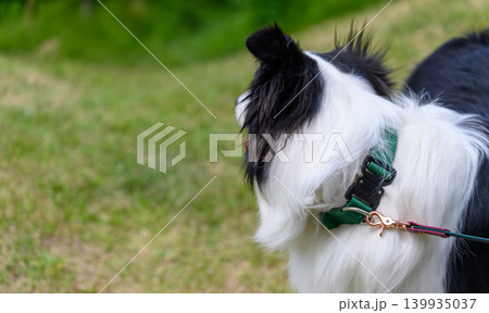 芝生と犬の首輪 芝生と犬の首輪 139935037