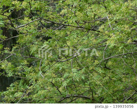 岩手県岩手大学農学部の敷地にハナザンショが黄色の小粒の花が沢山ついた 岩手県岩手大学農学部の敷地にハナザンショが黄色の小粒の花が沢山ついた 139935056