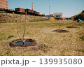 Young trees planted during community spring cleanup in a park 139935080