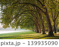 Tree alley in Versailles park, France with sunlight through green foliage 139935090