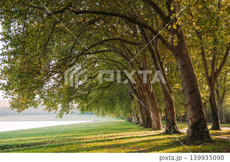 Tree alley in Versailles park, France with sunlight through green foliage Tree alley in Versailles park, France with sunlight through green foliage 139935090
