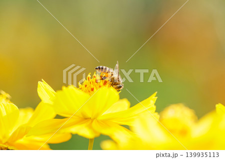 Bee and Yellow flower, Close up bee with Cosmos yellow flower in the garden, abundance field  139935113