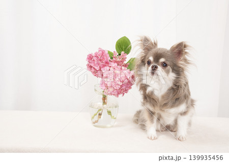 白バックと紫陽花とチワワのペロ 白バックと紫陽花とチワワのペロ 139935456