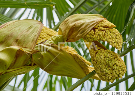 Tropical Palm Tree Flower Buds Opening Naturally Tropical Palm Tree Flower Buds Opening Naturally 139935535