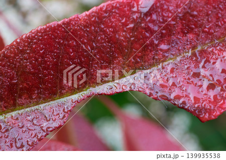 Macro Red Leaf with Raindrops Texture Detail Macro Red Leaf with Raindrops Texture Detail 139935538