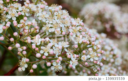 Delicate White Blossom Cluster with Pink Buds Macro Delicate White Blossom Cluster with Pink Buds Macro 139935539
