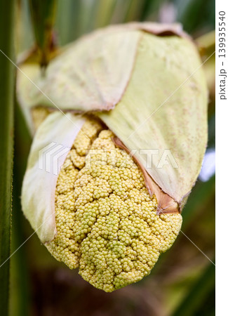 Closeup Of Emerging Palm Flower Bud Structure Closeup Of Emerging Palm Flower Bud Structure 139935540