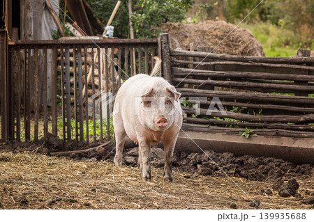 A pig is standing in a pen with hay. It is looking at the camera. 139935688