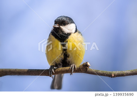 Great tit close up ( Parus major ) Great tit close up ( Parus major ) 139935690