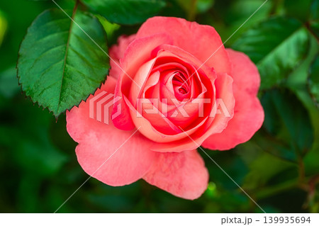 Beautiful red rose flower, closeup. Beautiful red rose flower, closeup. 139935694