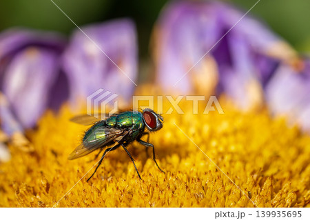 House fly, Fly, House fly on leaf. 139935695