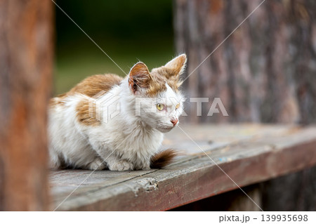 red fluffy cat lies on a wooden fence on a summer day. 139935698