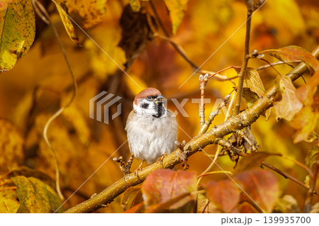 closeup of a House sparrow standing on a tree. 139935700