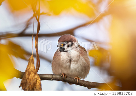closeup of a House sparrow standing on a tree. closeup of a House sparrow standing on a tree. 139935708