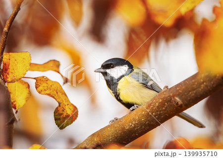 tit close up ( Parus major ).. tit close up ( Parus major ).. 139935710