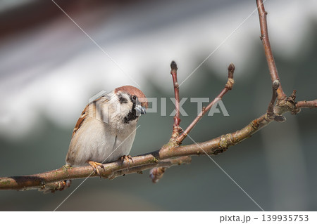 House sparrow standing on a tree. House sparrow standing on a tree. 139935753