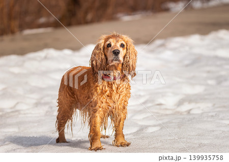 Cocker Spaniel walking the dog in a snowy winter forest Cocker Spaniel walking the dog in a snowy winter forest 139935758