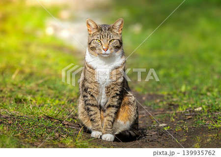 Grey striped cat posing in pine summer forest Grey striped cat posing in pine summer forest 139935762