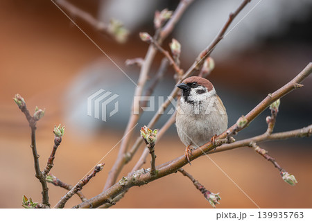 closeup of a House sparrow standing on a tree. closeup of a House sparrow standing on a tree. 139935763