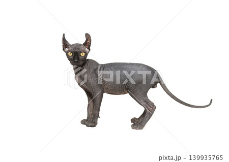 Funny sphinx cat looking up, isolated in studio 139935765
