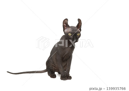 Funny sphinx cat looking up, isolated in studio Funny sphinx cat looking up, isolated in studio 139935766