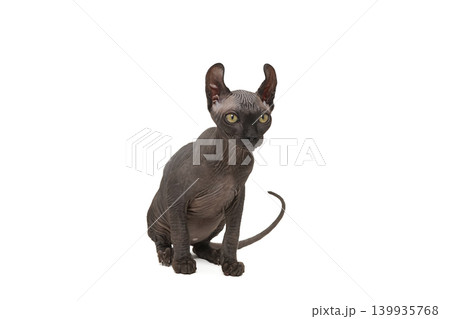 Funny sphinx cat looking up, isolated in studio 139935768