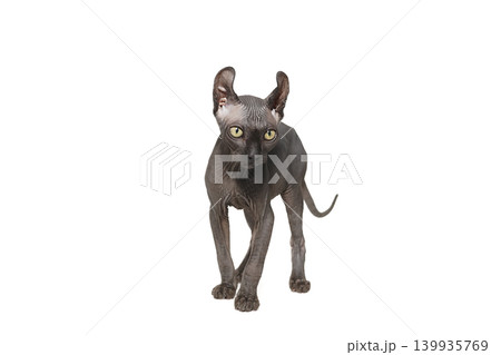 Funny sphinx cat looking up, isolated in studio 139935769