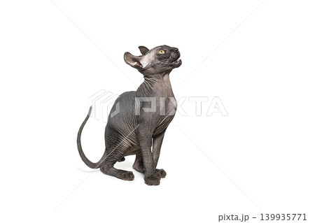 Funny sphinx cat looking up, isolated in studio Funny sphinx cat looking up, isolated in studio 139935771