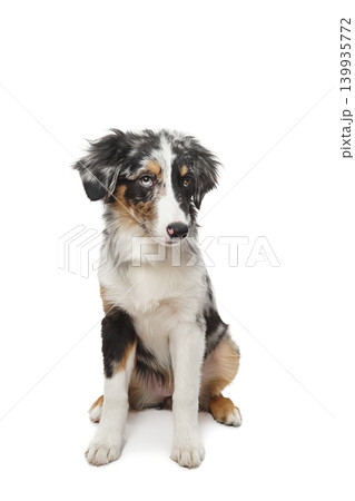 Australian shepherd dog sitting on white background 139935772