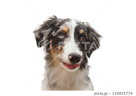 Australian shepherd dog sitting on white background Australian shepherd dog sitting on white background 139935774